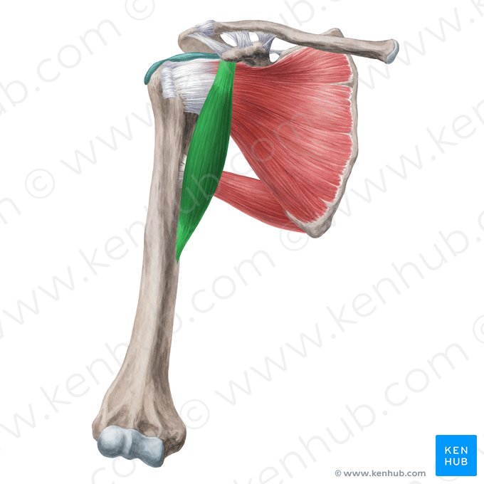<p>Coracobrachialis Insertion</p>