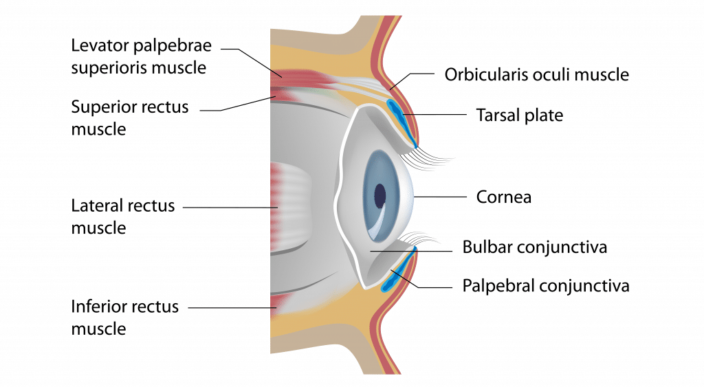 <p><span>Tarsal plates</span></p>