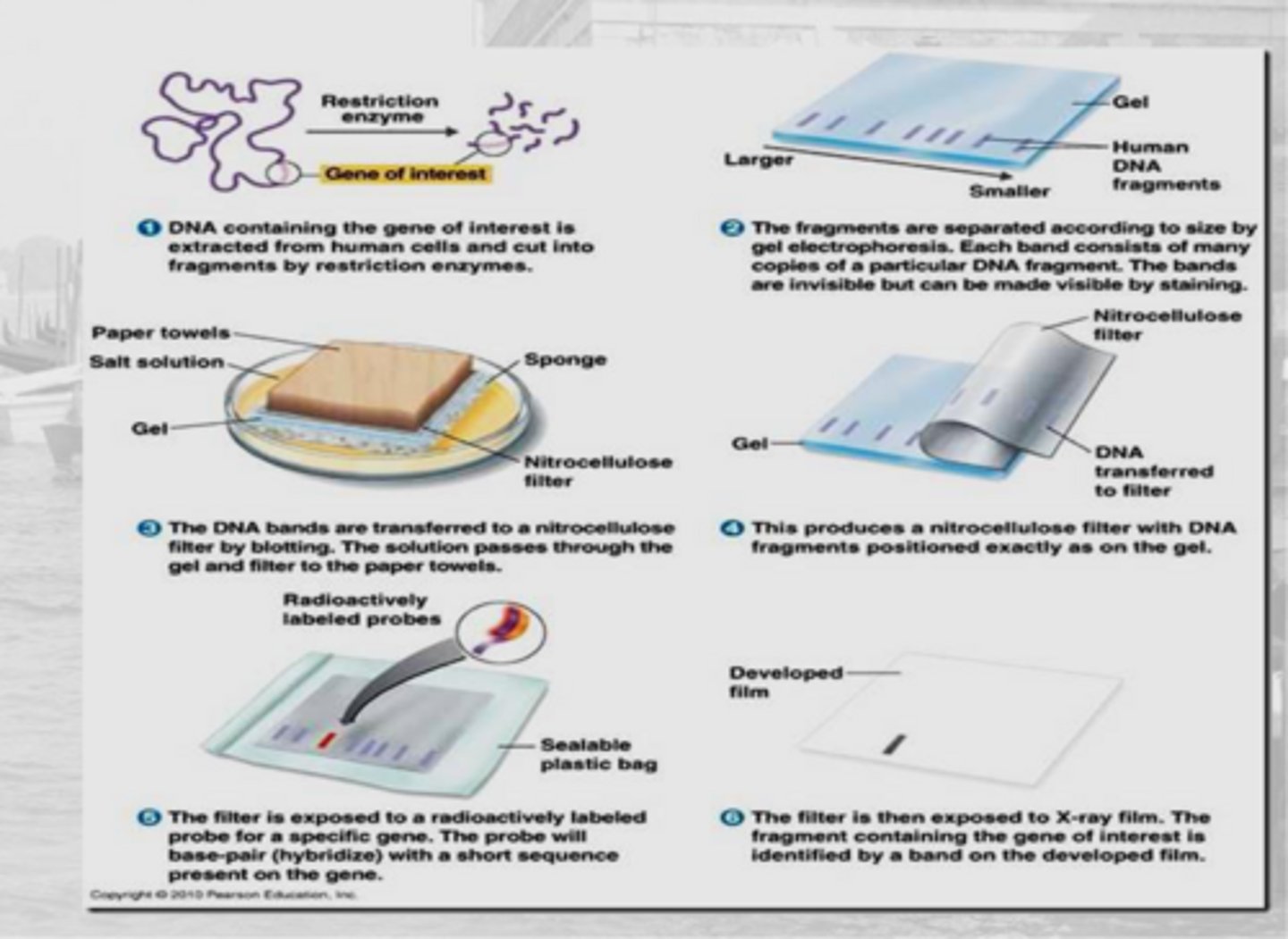 <p>uses a DNA probe to detect a sequence in a DNA sample and identify the size of the fragment containing it</p><p>- UV light causes cross linking </p>