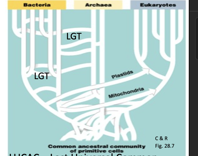 <ol><li><p>recent lateral genome transfer of physiological and metabolic genes that give selective advantage </p></li><li><p>post last universal common ancestral community divergence of distinct lineages with differing levels of lateral genome transfer</p></li><li><p>very early/ Pre-last universal common ancestral community- interacting community of self-replicating organisms with lots of LGT → very rapid evolution</p></li></ol><p></p>