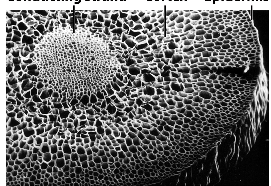 <p>What three structures are depicted in this image of a cross section of a bryidae? from left to right?</p>
