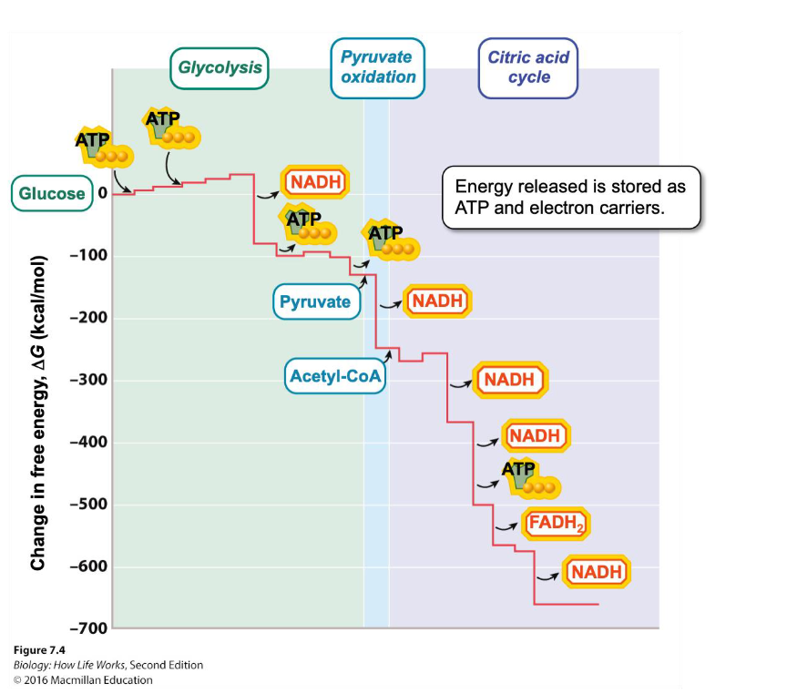<ul><li><p><span>Coenzymes acting as electron carriers can exist either as:</span></p></li><li><p><span>Oxidized—can accept electrons</span></p></li><li><p><span>Reduced—can donate electrons when returning to their oxidized state</span></p></li><li><p><span>Nicotinamide adenine dinucleotide</span></p><ul><li><p><span>Oxidized = NAD+</span></p></li><li><p><span>Reduced = NADH</span></p></li></ul></li><li><p><span>Flavin adenine dinucleotide</span></p><ul><li><p><span>Oxidized = FAD</span></p></li><li><p><span>Reduced = FADH2</span></p></li></ul></li><li><p><span>Oxidation of NADH and FADH2 allows electrons and energy to be transferred</span></p></li></ul><p></p>