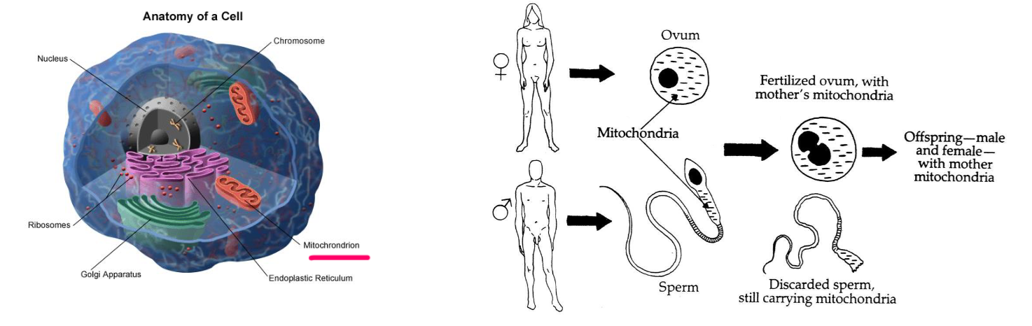 <p><em>Remember</em>: each cell contains all 23 sets of chromosomes in its nucleus</p><p></p><p><strong>1) Nuclear DNA</strong>→ a.k.a autosomal DNA. Found in cell nucleus of all chromosomes. Reflects the DNA of the 22 autosomes</p><p>Contains genes that code for physical appearance (phenotype)</p><p><strong>2) Y chromosome DNA</strong> → found in cell nucleus. Useful for tracing paternal lineage</p><p>If females have 2 sets of X chromosomes in their cell nucleus, how could we differentiate between mother’s maternal lineage and father’s maternal lineage?</p><p><strong>3) Mitochondrial DNA (mDNA)</strong>→ found in cell mitochondria on X chromosomes. Transferred between females via egg cells. No sperm involvement</p><p>Mitochondrial genome shorter and more copious than nuclear genome, more likely to survive in badly degraded cases</p><ul><li><p>mtDNA: thousands of copies per cell, nuclear DNA: two copies per cell</p></li><li><p>mtDNA: 16,500 bases long, nuclear DNA: 3.2 billion bases long</p></li><li><p>Why do mitochondria have their own DNA?: “Endosymbiosis”</p></li></ul><p></p>