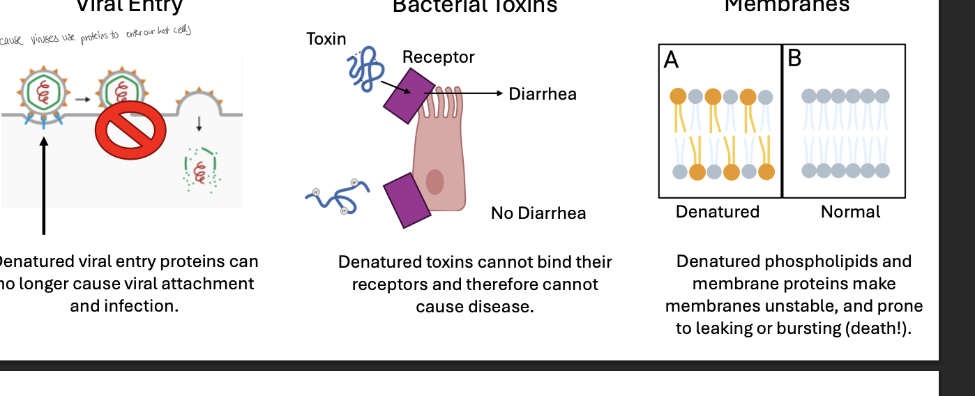 <ul><li><p>Denatured viral proteins can no longer cause viral attachment and infection</p></li><li><p>Denatured toxins cannot bind their receptors and therefore cannot cause disease</p></li><li><p>Denatured phospholipids and membrane proteins make membranes unstable and prone to leaking or bursting (death!!!)</p></li></ul><p></p>