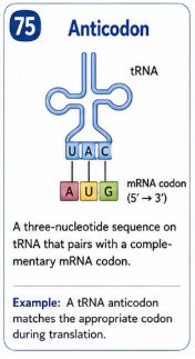 A three nucleotide sequence on tRNA that pairs with a complementary mRNA codon. Example: A tRNA anticodon matches the appropriate codon during translation.