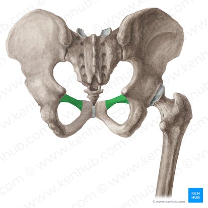 <p>A bar of pubic bone running upward and backward toward the ilium.</p>
