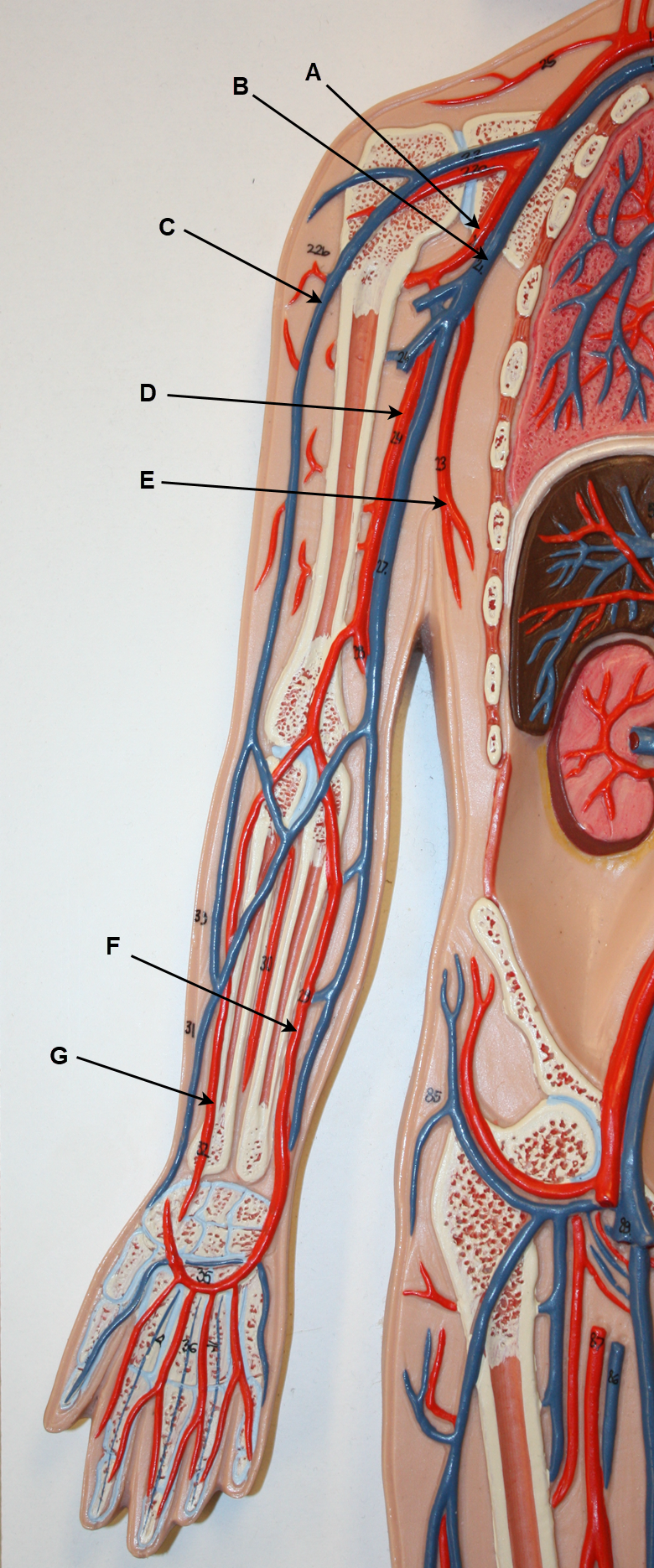 <p>In the image above, identify blood vessels A, B, C, D, E, F, and G.</p>