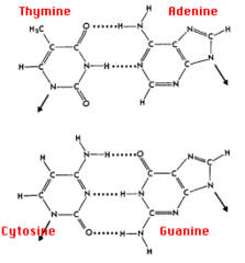 <p>cytosine has 2 H bond donors, 1 H bond acceptors</p>