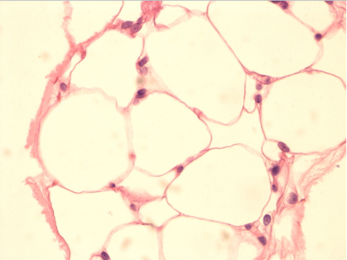 <p>What tissue is this?</p>