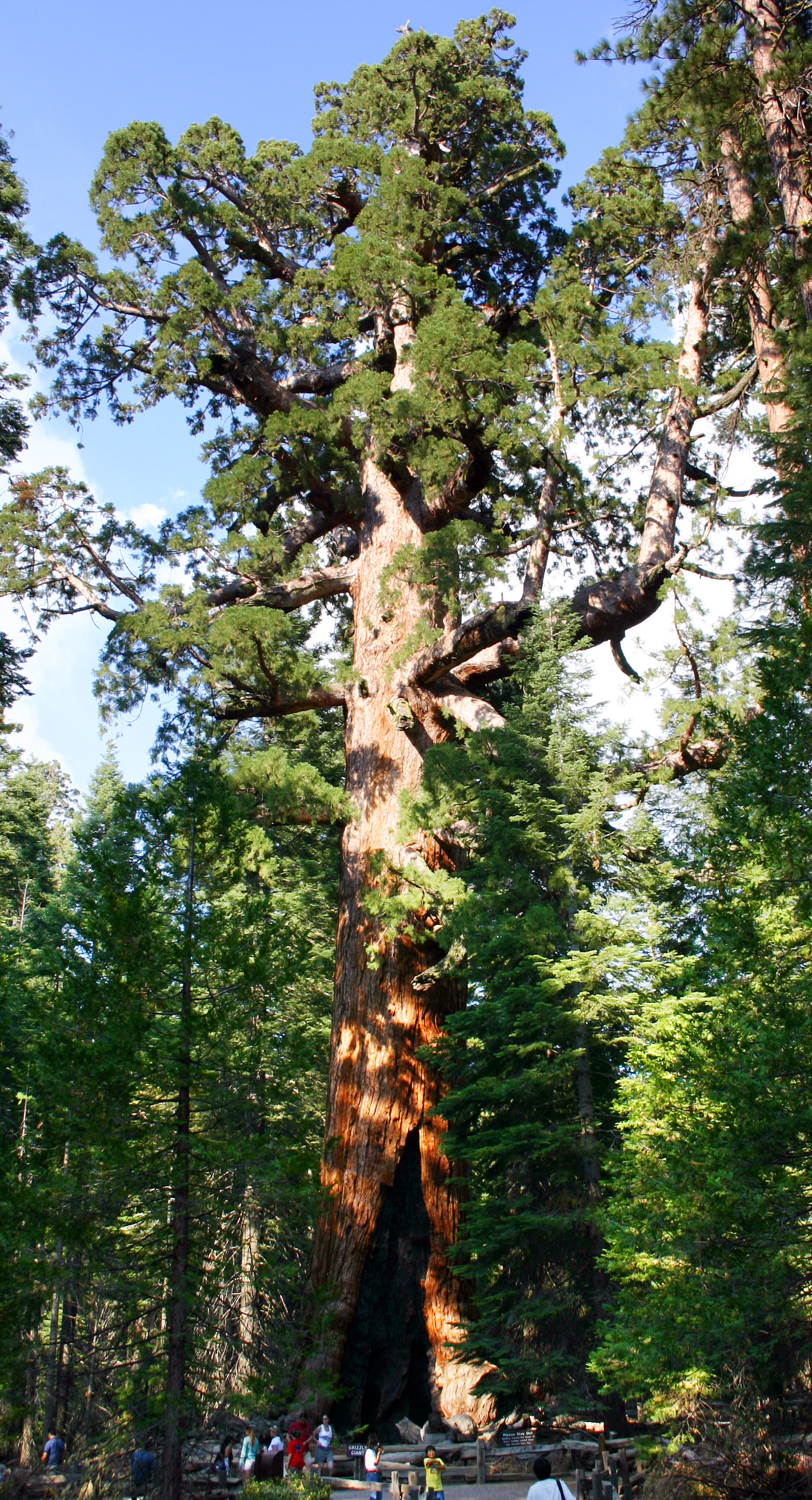 <p>Latin Name: Sequoiadendron giganteum</p><p></p>