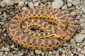 <p>Alethinophidia, Colubroidea, Colubridae<br>Pituophis catenifer<br>Gopher snake</p>