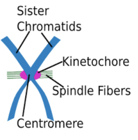 <p>Chromosome structure</p>