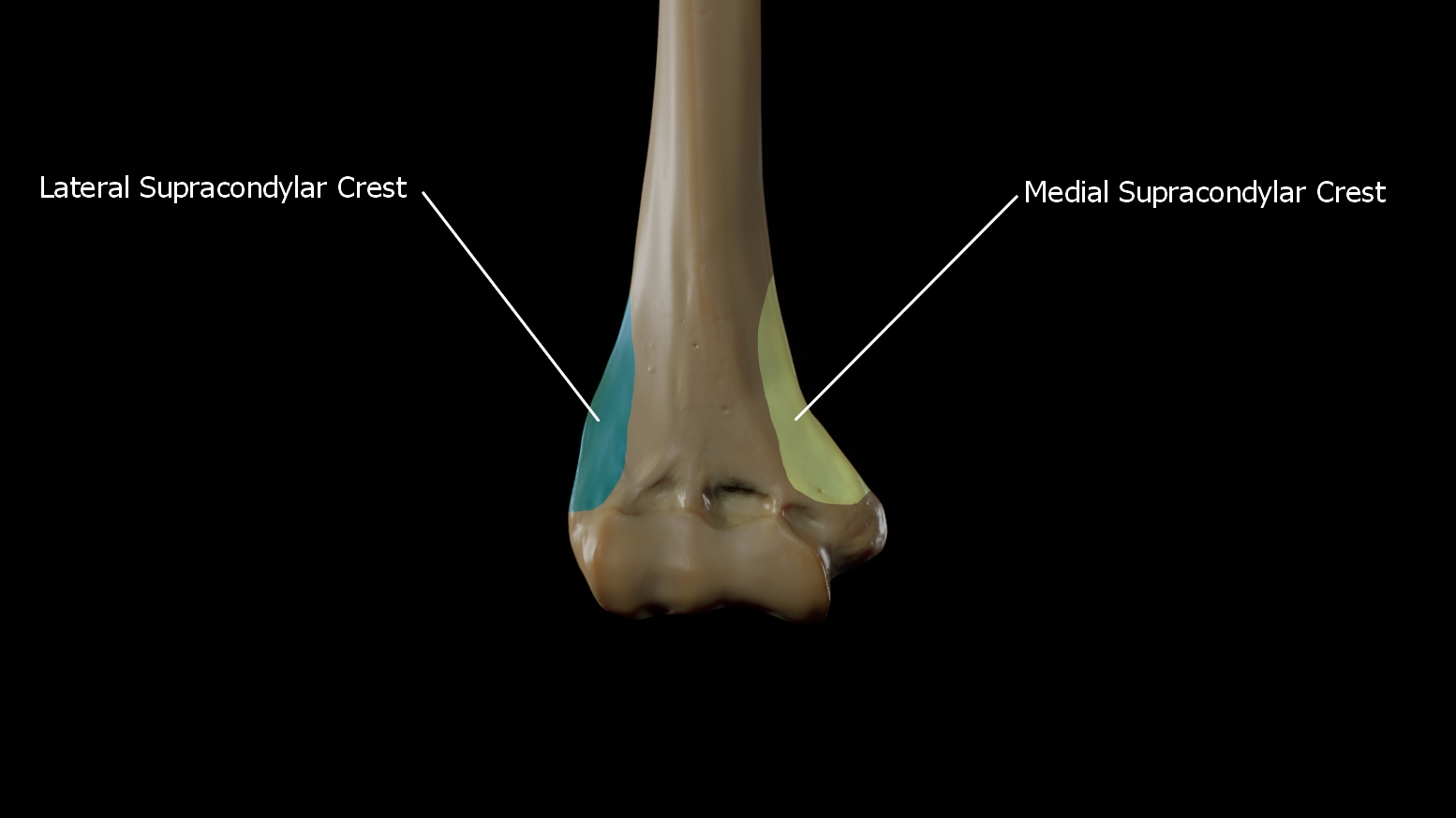 <p>What landmark within Femur?</p>
