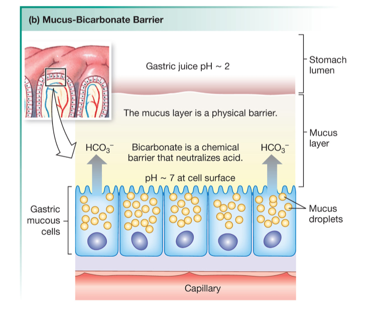 <p>Dealing with the stomach acidic environment</p>