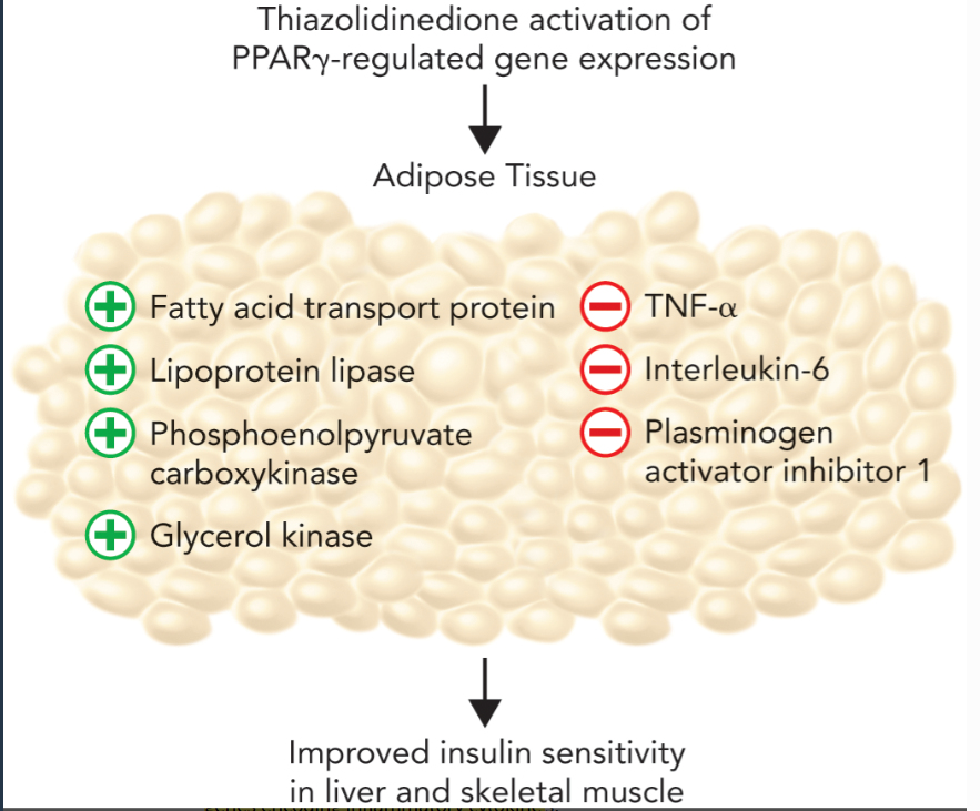 <ul><li><p>peroxisome proliferator-activated gamma (PPARgamma) nuclear receptors</p></li><li><p>PPARgamma induces expression of proteins (fatty acid transport protein and lipoprotein lipase) that inrcease the influx of fatty acids into adipocytes</p></li><li><p>increases expression of enzymes (phosphoenolpyruvate carboxykinase and glycerol kinase genes) that activate TAG synthesis through elevated levels of glycerol-3-phosphate</p></li><li><p>Thiazolidinedione-mediated activation of PPARgamma signaling in adipose tissue leads to down-regulation of inflammatory cytokines (TNF-alpha)</p></li></ul><p></p>