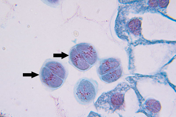 <p>Microtubules align chromosomes along metaphase plate</p>