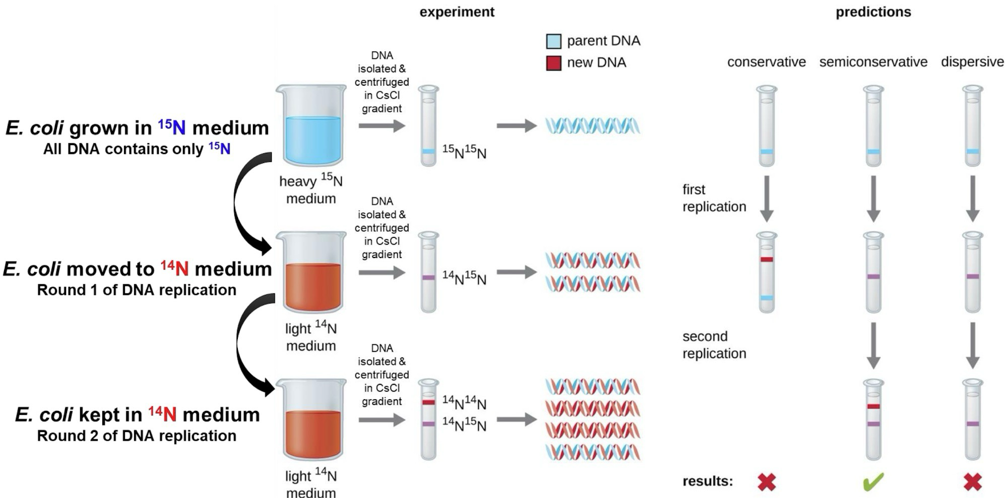 <p>Grew <em>E. coli</em> in <sup>15</sup>N (tracer isotope) medium, then grew them in consecutive <sup>14</sup>N mediums</p><p>Isolate and centrifuge DNA in CsCl gradient; Heavier <sup>15</sup>N<sup>15</sup>N DNA would be at the bottom, then <sup>15</sup>N<sup>14</sup>N, then <sup>14</sup>N<sup>14</sup>N. </p><p>If ______ was correct, what should have happened?</p><p>Conservative: After first and consecutive replications, only <sup>15</sup>N<sup>15</sup>N and <sup>14</sup>N<sup>14</sup>N would be shown</p><p>Semi-conservative: First replication yields only <sup>15</sup>N<sup>14</sup>N, consecutive replication shows <sup>15</sup>N<sup>14</sup>N and <sup>14</sup>N<sup>14</sup>N</p><p>Dispersive: After first and consecutive replication, only <sup>15</sup>N<sup>14</sup>N would be shown</p>