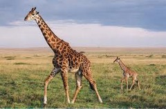 <p>giraffe</p>