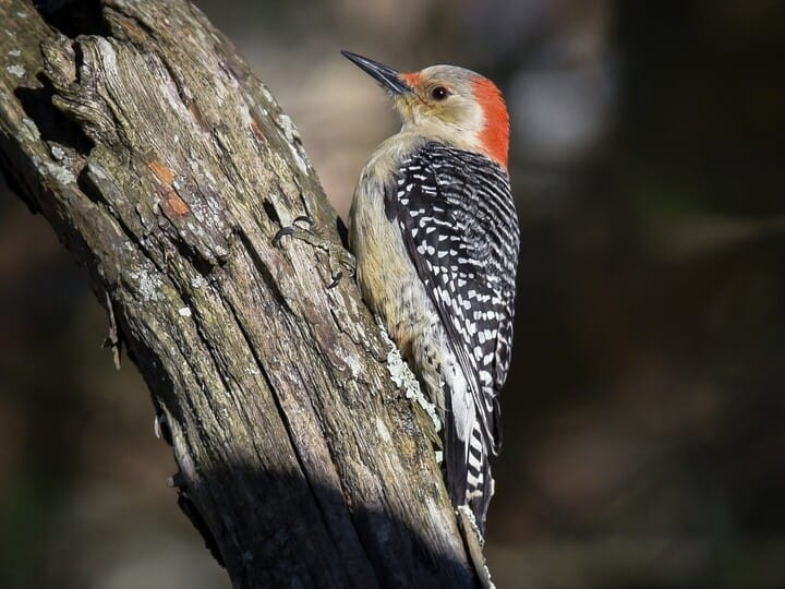 <p>Red-bellied Woodpecker</p>