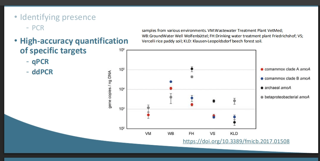 <ul><li><p>digital droplet PCR</p></li><li><p>like qPCR, is a way to quantify the no. of FM DNA copies in an environmental sample = how much the process is occurring (may also be used to quantify no. bacteria in a sample, w 16s rRNA etc)</p></li><li><p>the various chemical components of PCR are seperated into droplets (e.g. sample DNA, primer)</p></li><li><p>the droplets are amplified, and it is identified whether their was DNA that was amplified or not - the target sequence FM of interest based on the inputted primers</p></li><li><p>these counts are mapped on poisson continuum, to give a number of occurrences of the gene of interest within the sample </p></li><li><p>puts this on a linear scale of 100-1000 copies (more precise than qPCR)</p></li></ul><p>(uses IRL)</p><ul><li><p>eg Diagnostic Cancer Markers (in blood samples, uses primers to amplify specific cancer signals from white blood cells gone rogue, to quantify how many WBCs have gone rogue)</p></li><li><p>eg Environmental Microbiology Wastewater Treatments (quantifying the number of different types of mircobes in each treatment, by amplifying a range of FM genes)</p></li><li><p>eg can look at environmental conditions, and counts of organisms that do a particular metabolism, to quantify how what conditions favor what metabolism </p></li></ul><p>(Drabacks)</p><ul><li><p>expensive, specific and hard to use, req lots of practice</p></li></ul><p></p>