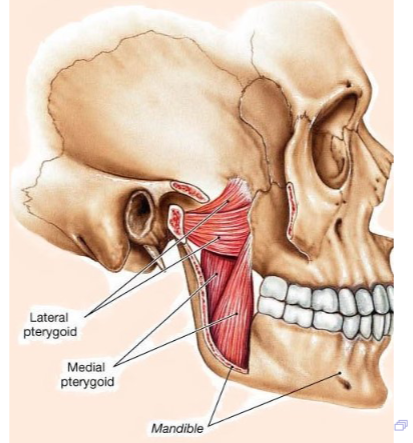<p>elevates mandible </p><ul><li><p>origin: sphenoid bone, palatine bone, and maxilla</p></li><li><p>insertion: inner surface of mandible</p></li></ul><p></p>