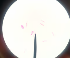 <p>single, long hair-like extension used to sqim</p><p>ex. Euglena</p>