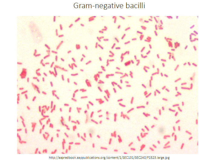 <p>Gram-negative bacilli</p>