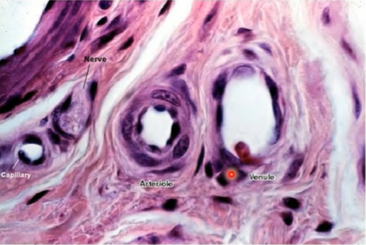 <p>capillaries</p>