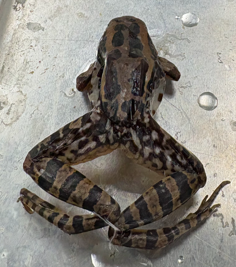 <p><span style="background-color: transparent;">lithobates palustris</span></p>