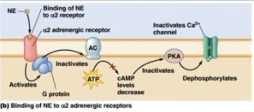 <ul><li><p>location: adrenergic axon terminals</p></li><li><p>pathway: Gi (inhibitory G protein) → ↓cAMP</p><ul><li><p>when noroepinephrine binds, the G protein is Gi</p></li><li><p>inactive adenocyclase which is normally converting ATP to cAMP</p></li><li><p>decreases cAMP</p></li><li><p>inactives Ca2+, which is needed for noroepinephrine release</p></li></ul></li><li><p>effect: inhibit NE release</p></li></ul><p></p>