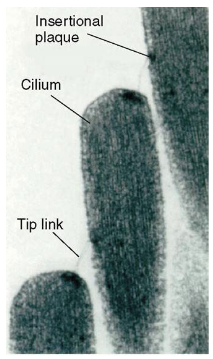 <ul><li><p>when sound waves move fluid within cochlea, the cilia bend in one direction or the other</p></li><li><p>cilia mvmt (tallest cilia bend the most, tiplinks get taut) produces tension of the link which opens an ion channel in the adjacent tip</p></li><li><p>calcium and potassium ions flow into the cilia and produce a depolarization</p></li></ul><p></p>