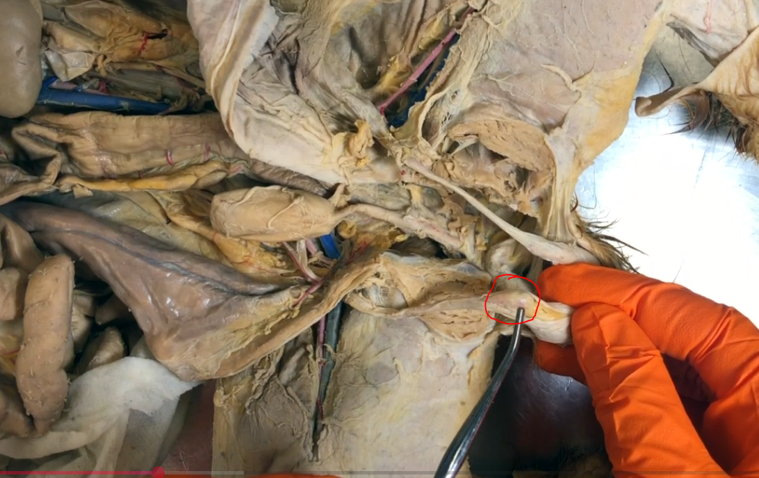 <p>What is this structure on the cat</p>