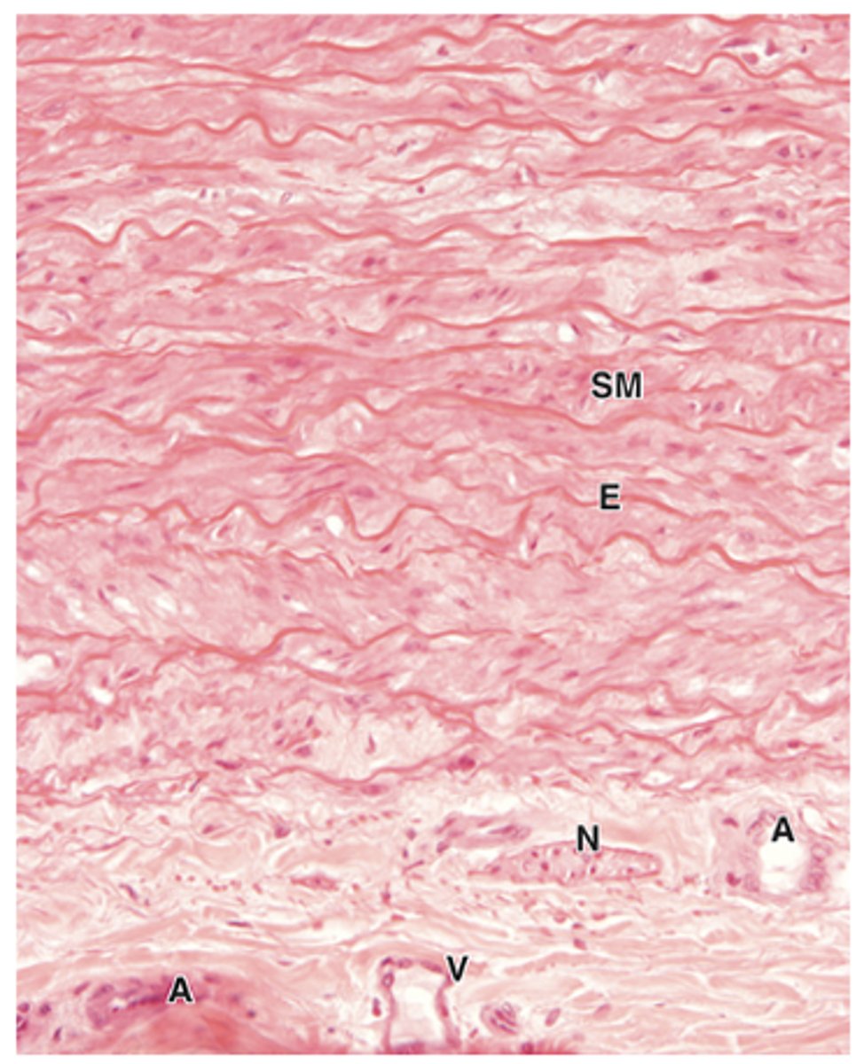 <p>What structures are found in the adventitia of large arteries and veins, and what is their function?*** (2)</p>