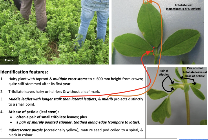 <p><strong>Plant family:</strong> Fabaceae<br><strong>Life cycle:</strong> Perennial<br><strong>Key persistence/spread:</strong> Deep taproot; seed<br><strong>Farming systems:</strong> Dryland grazing, hay and silage</p><p><strong>How to identify</strong></p><p>Is an upright, deep‑rooted perennial with multiple stiff stems arising from a woody crown. The taproot penetrates deeply, giving good drought tolerance.</p><p>Leaves are trifoliate, and a critical diagnostic feature is that the middle leaflet is carried on a slightly longer stalk than the side leaflets. In addition, the midrib extends beyond the leaflet tip into a small point, which is very useful for identification.</p><p>At the base of the petiole, it often has:</p><ul><li><p>A pair of small trifoliate leaves</p></li><li><p>A pair of sharp‑pointed, toothed stipules</p></li></ul><p>Flowers are typically purple, and seed pods are distinctive — coiled into a tight spiral.</p><p>Often misidentified as:</p><ul><li><p>Lotus → lotus appears to have five leaflets and has yellow flowers.</p></li></ul><p></p>