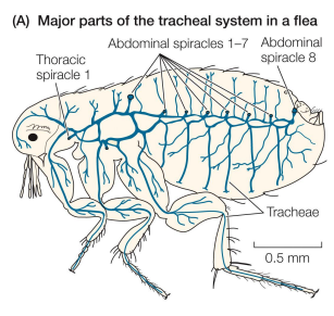 <p>Breathing by tracheate arthropods</p>