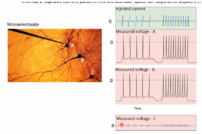 <p>A larger microelectrode is placed in the extracellular space and delivers biphasic (alternating positive/negative) current pulses, which cause local ionic movements that can depolarise nearby neurons enough to trigger action potentials — the closer a neuron is to the electrode, the more strongly it is affected. This principle underlies many neuroprostheses, such as devices that electrically stimulate the retina to help restore sight in blind patients.</p>