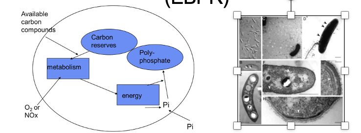 <p>Energy derived from the <strong><mark data-color="purple" style="background-color: purple; color: inherit;">metabolism of stored </mark></strong><mark data-color="purple" style="background-color: purple; color: inherit;">(e.g., polyhydroxybutyrate - PHB) </mark>/ external<strong> <mark data-color="red" style="background-color: red; color: inherit;">carbon sources </mark></strong><mark data-color="red" style="background-color: red; color: inherit;">in the </mark><em><mark data-color="red" style="background-color: red; color: inherit;">presence of O<sub>2</sub> or NO<sub>3</sub></mark></em></p><ul><li><p>used for <span style="color: green;"><strong>accumulation of polyphosphates</strong></span> (inorganic phosphorus taken up by cells) inside cells</p></li></ul><p></p>