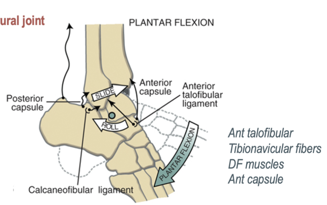 <p>the talus rolls posterior and slides anterior </p>