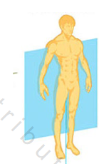 <p>Divides body into dorsal & ventral</p>