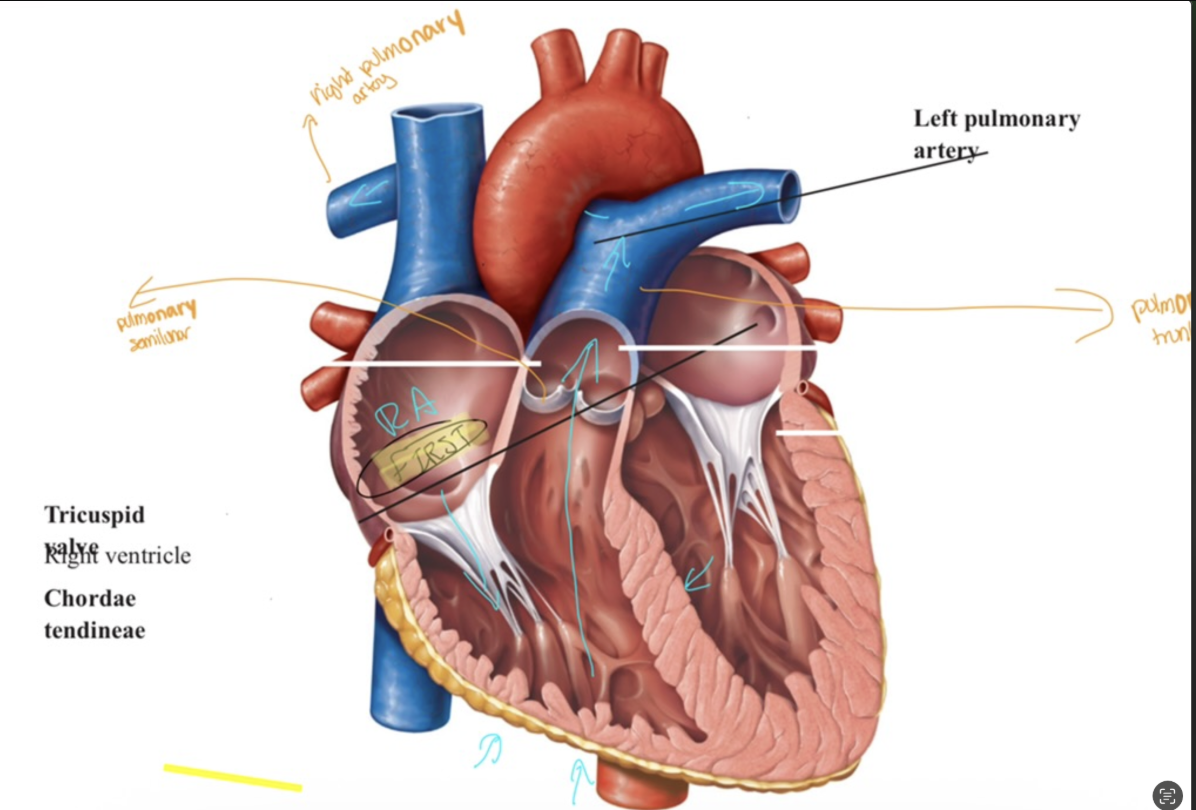 <p>Internal Anatomy - Right Ventricle (Part 2)</p>