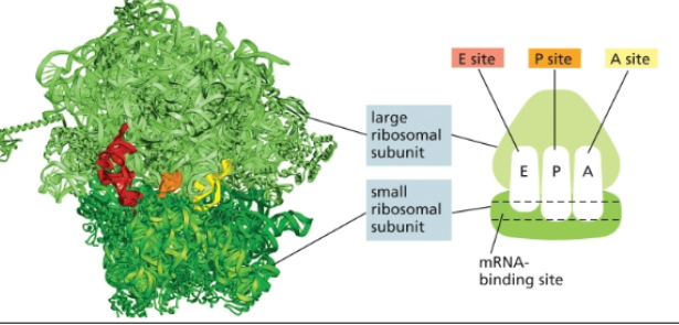 <p>mRNA molecule near its 5’ end (small and large subunits)</p>