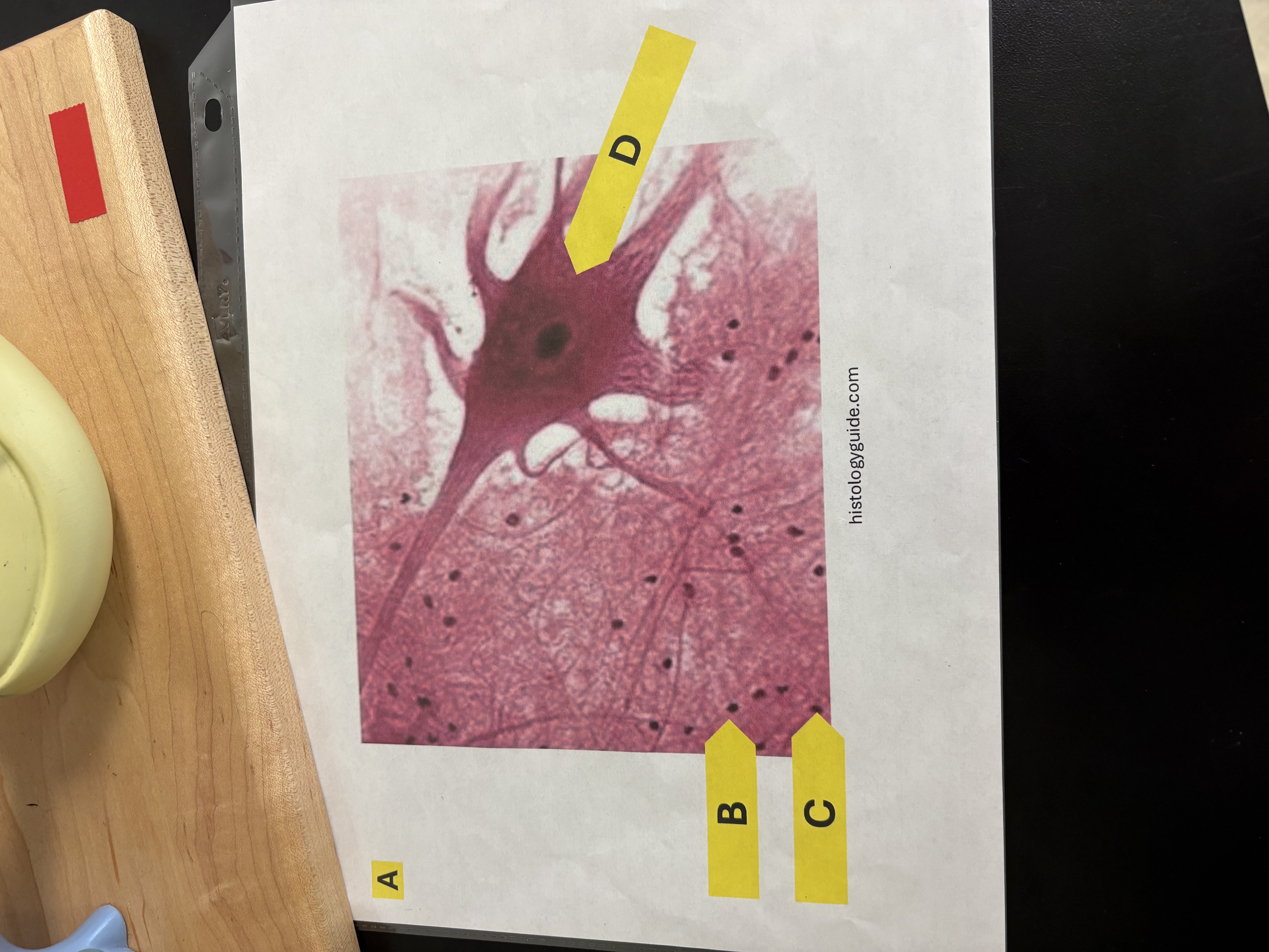 <p>C. Identify this organelle</p>