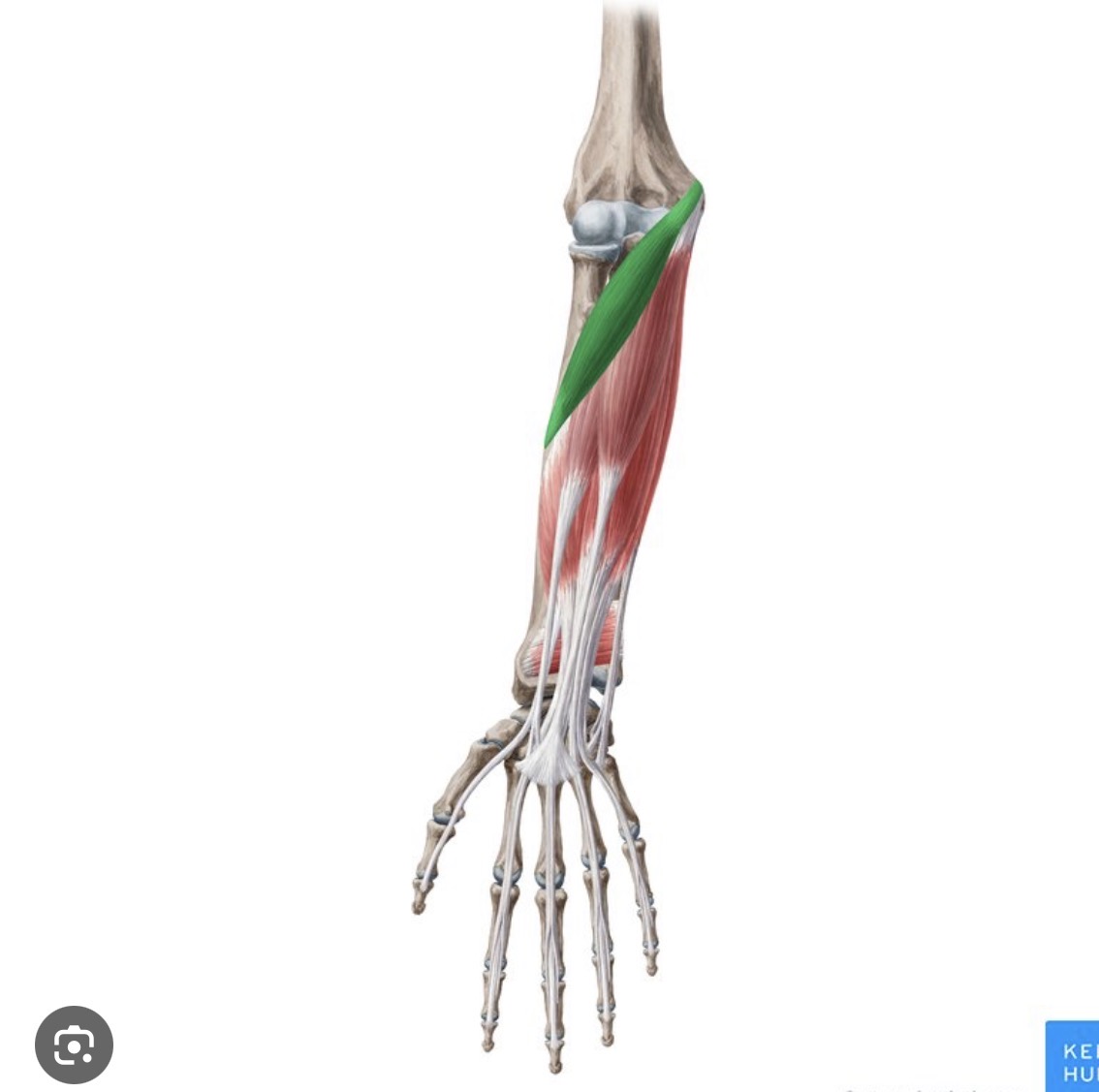 <p>On palm side of forearm</p>