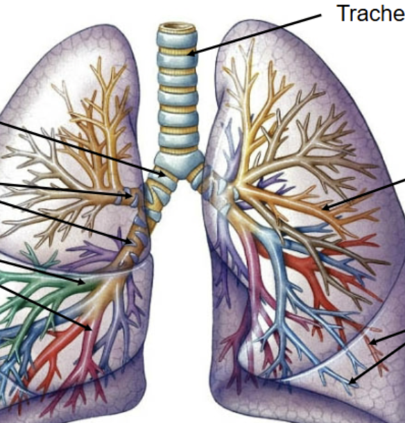 <p>Within the lower portion of the airway system (Larynx onward), the set of tubes through which air is fed into. Includes trachea, lungs, primary, secondary and tertiary bronchi, and ends with terminal bronchioles. </p>