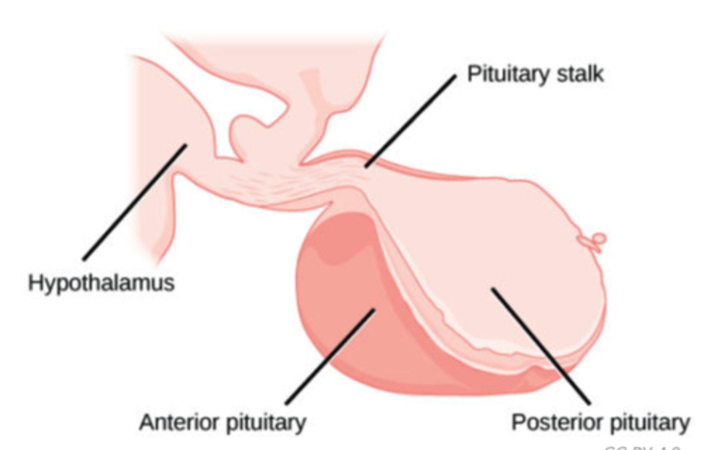 <p>pituitary gland</p><p>(Note: considered the link between the endocrine and nervous system)</p>