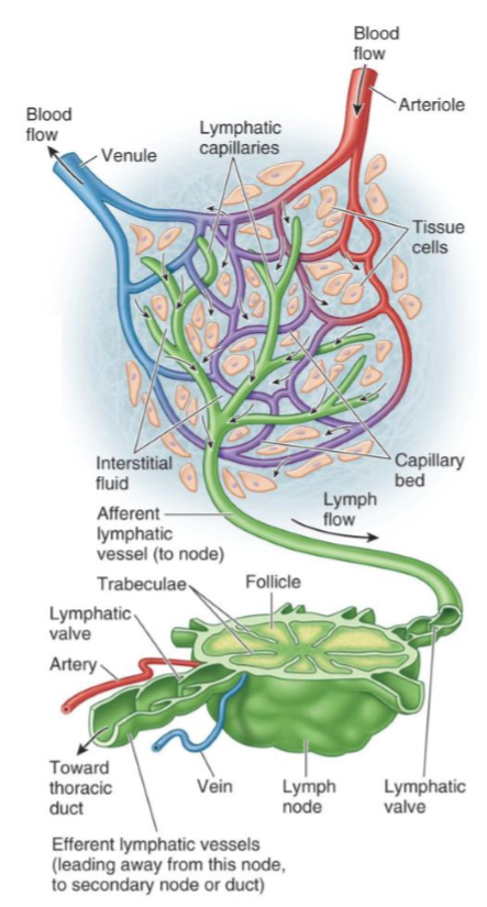 <ul><li><p>Draining of surplus tissue fluid & plasma proteins, & removal of debris from cellular decomposition & infection</p></li></ul><p></p>