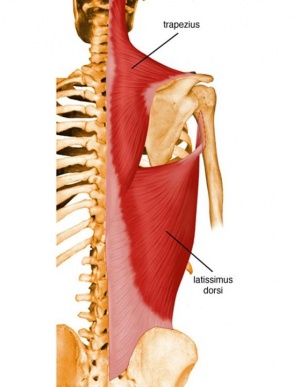 <p>latissimus dorsi insertion</p>