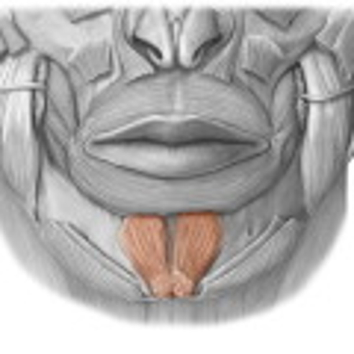 <p>Region:</p><p>Face</p><p>Action: </p><p>Protrudes lower lip (pouting) </p><p>Innervation: </p><p>CN VII </p>