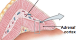 <p>Inner portion of the adrenal gland shown in the center.</p>