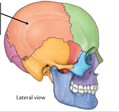 <p>Parietal Bones</p>